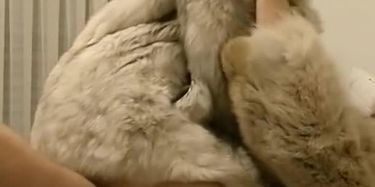 Fur coat sex